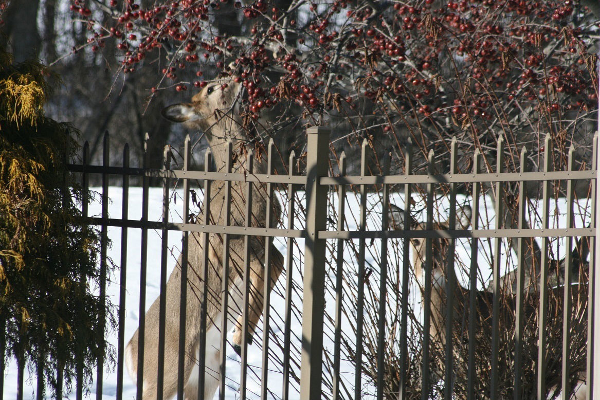 Bob Hansen: Deer